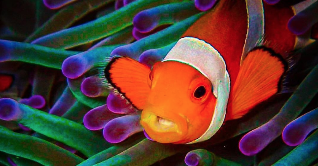 coral reef diver clown fish front